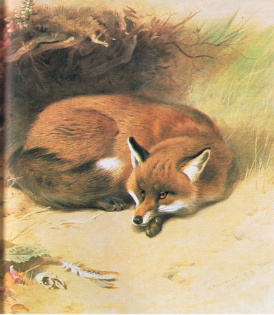Renard, publié par Book Club Associates, 1972 - Archibald Thorburn